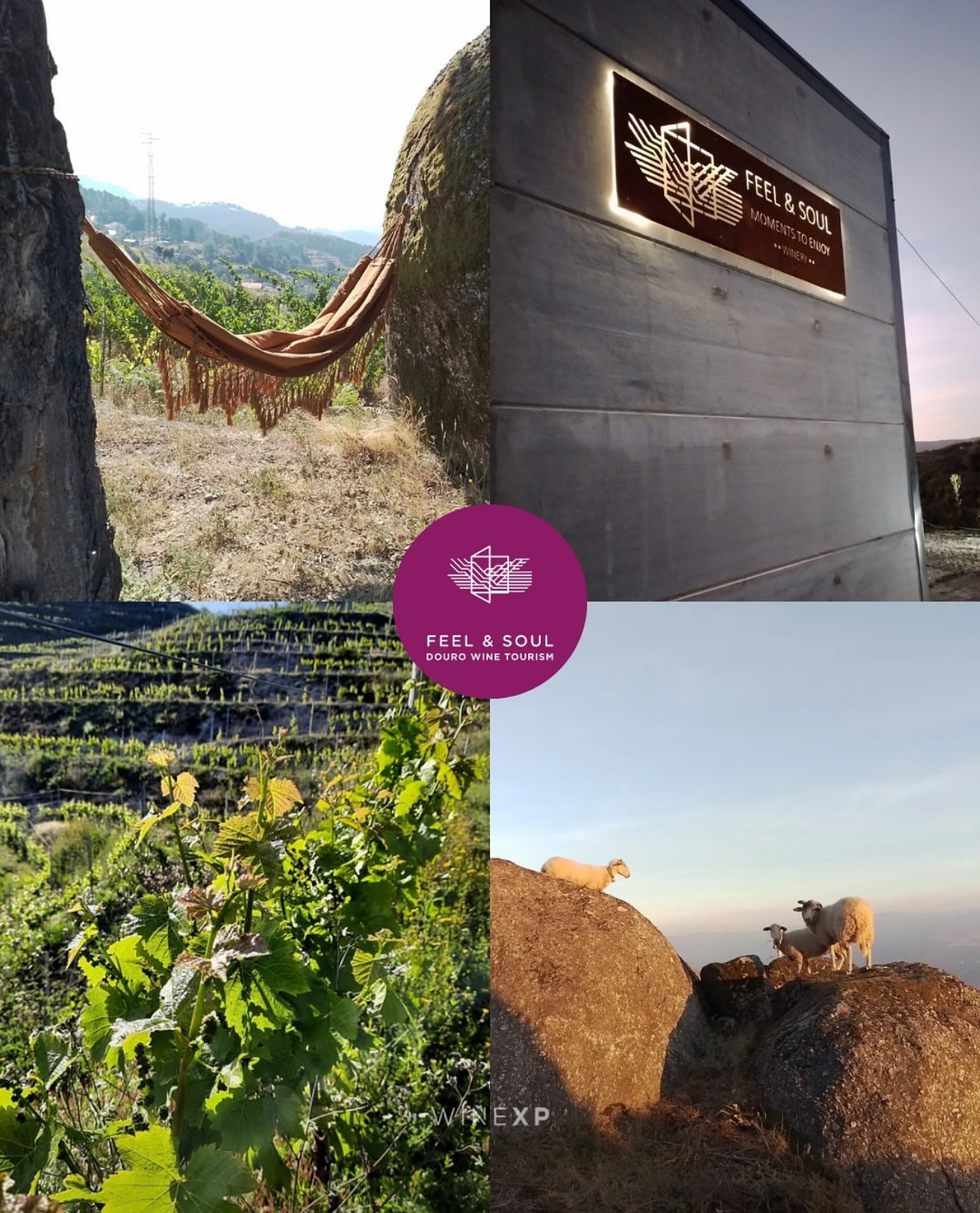 Feel & Soul- Douro Wine Tourism