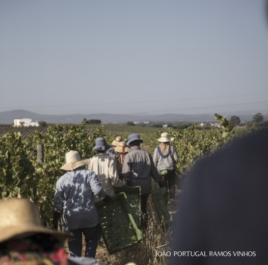 Experiências de Vindima para Empresas e Grupos na Quinta do Boição, João Portugal Ramos e Ode Winery
