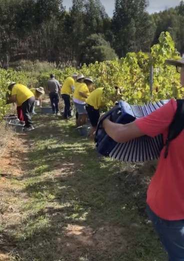 Experiências de vindima para duas pessoas na Quinta Madre de Agúa e na Quinta do Gradil 