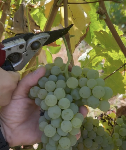 Experiências de vindima para duas pessoas na Quinta Madre de Agúa e na Quinta do Gradil 