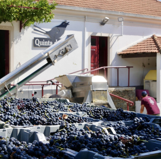 Experiência de Vindima na Quinta do Tedo com os proprietários!