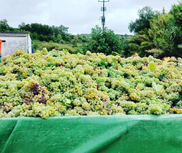 Experiências de Vindima para Empresas e Grupos na Quinta do Boição, João Portugal Ramos e Ode Winery