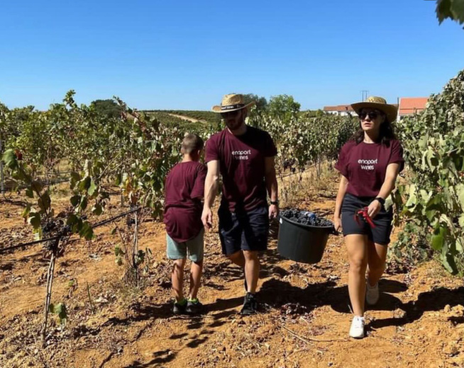 Experiências de Vindima para Empresas e Grupos na Quinta do Boição, João Portugal Ramos e Ode Winery