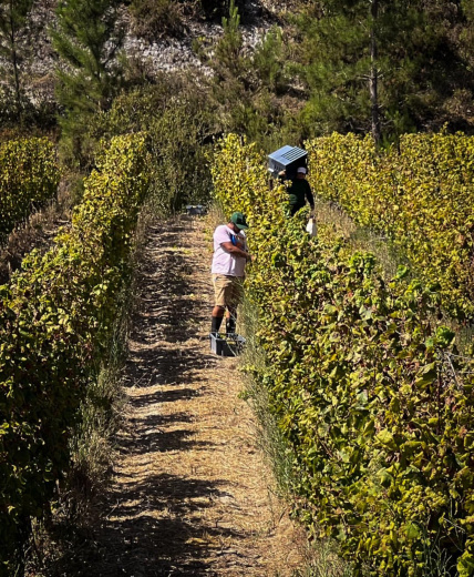 Experiências de Vindima para Empresas e Grupos na Quinta do Boição, João Portugal Ramos e Ode Winery