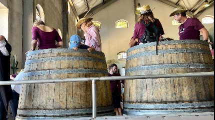 Grape Harvest Experience -6 September