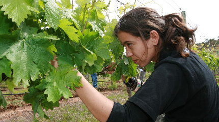 Grape Foot Treading & harvest experience -available in September